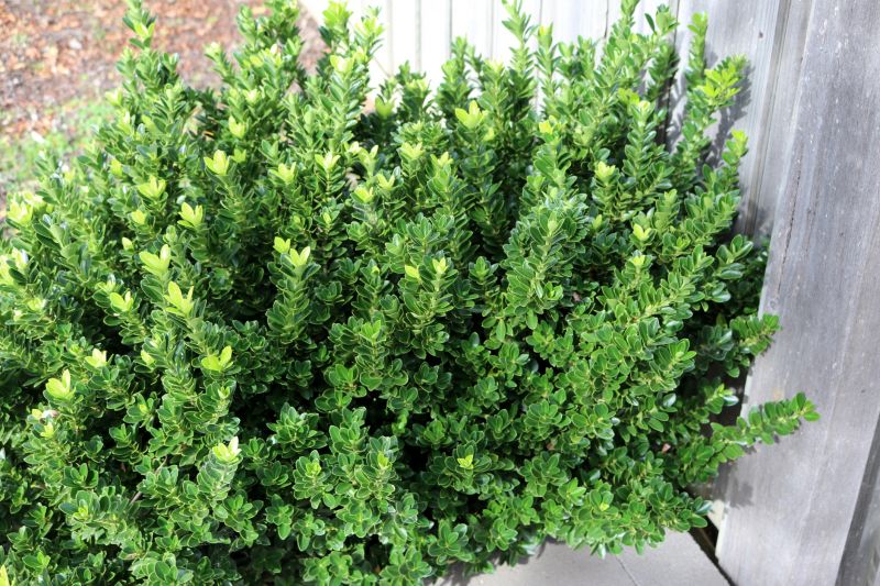 Boxwood Planting