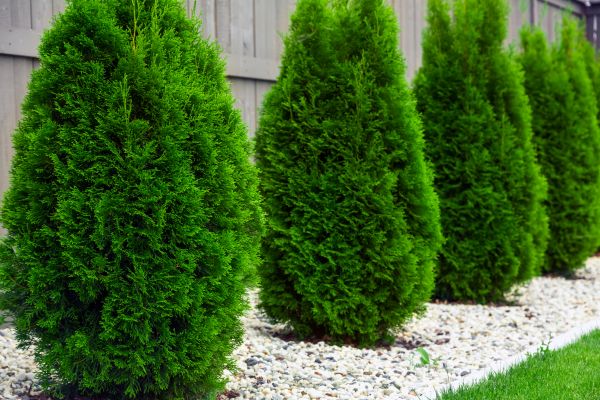 Arborvitae Planting in Canton
