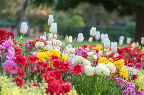 Gardening Service in Canton