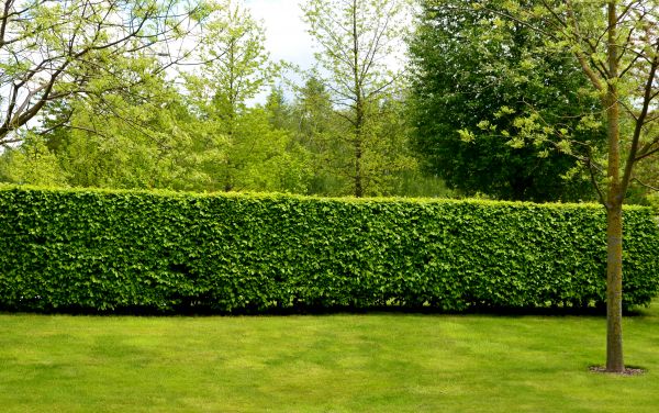 Hedge Planting in Canton