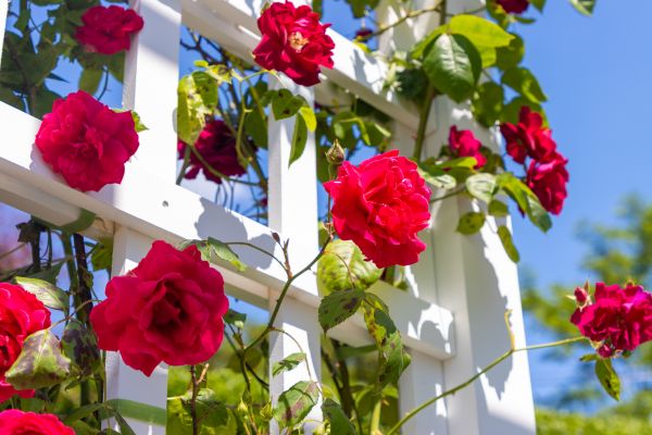Home Gardening Service in Canton
