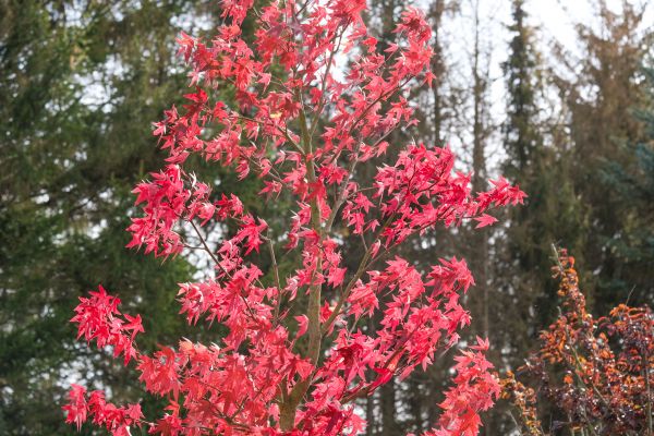Japanese Maple Planting in Canton