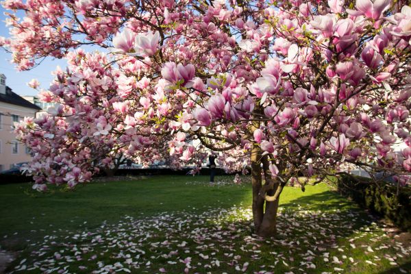 Magnolia Tree Planting in Canton
