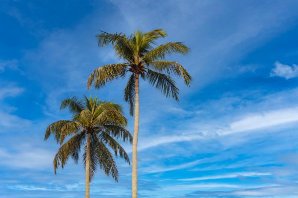 Palm Tree Planting in Canton