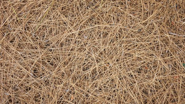 Pine Needles Delivery in Canton