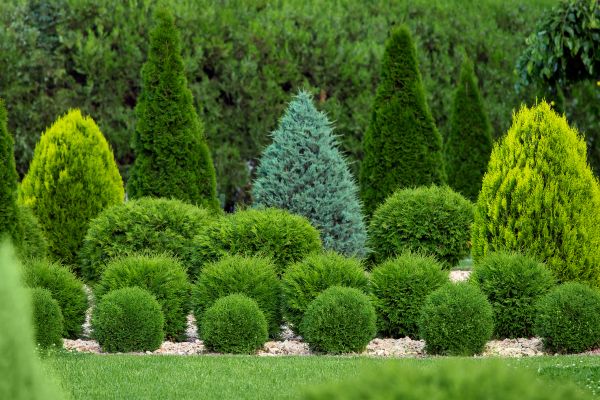 Shrub Installation in Canton