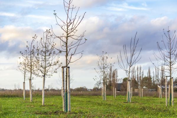 Tree Installation Service in Canton