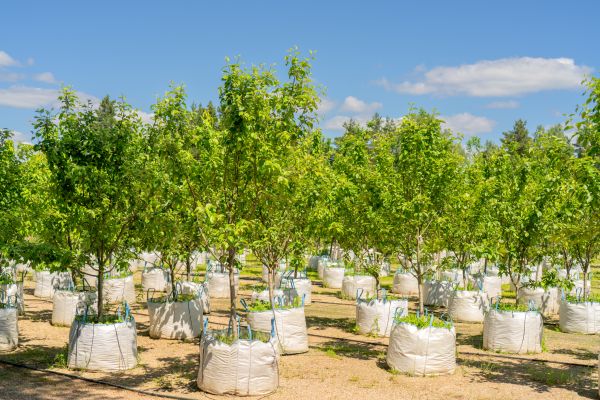 Tree Planting Service in Canton
