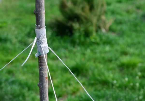 Tree Staking Service in Canton