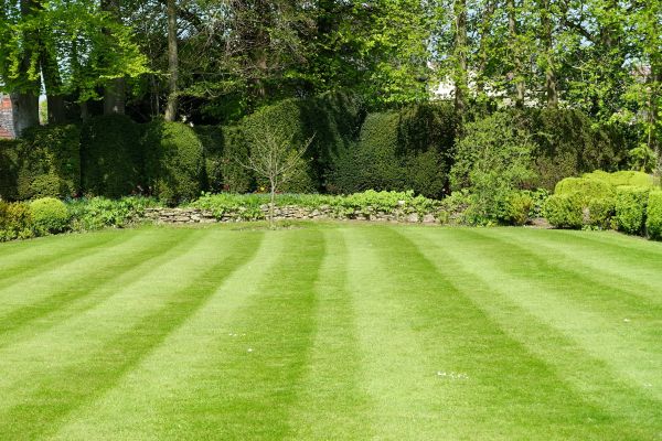 Lawn Renovation in Canton