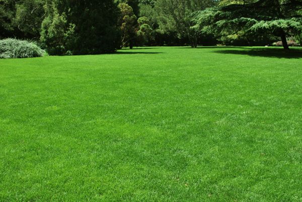 Lawn Landscaping in Canton
