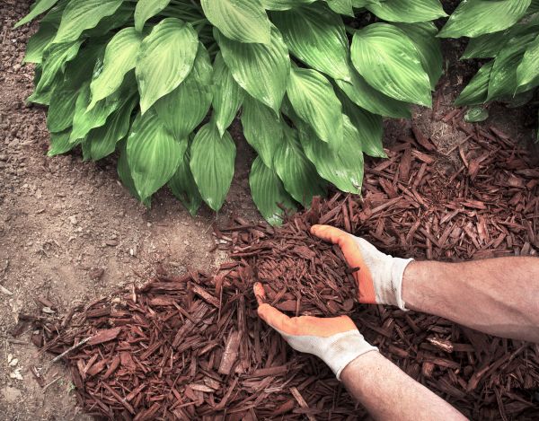 Shredded Mulch Service in Canton