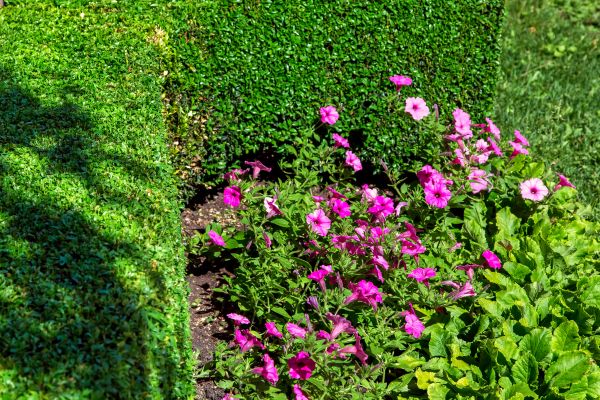 Softscaping Service in Canton