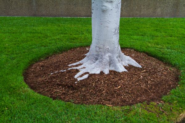 Brown Mulch Installation in Canton