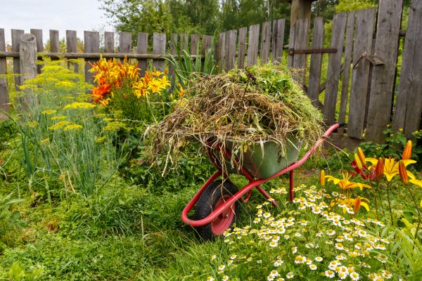 Garden Cleanup Service in Canton