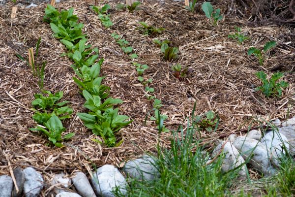 Mulch Service in Canton