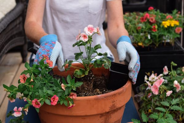 Plant Care Service in Canton