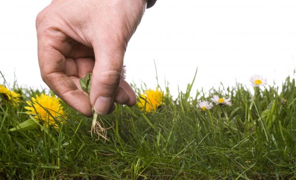 Lawn Weeding in Canton