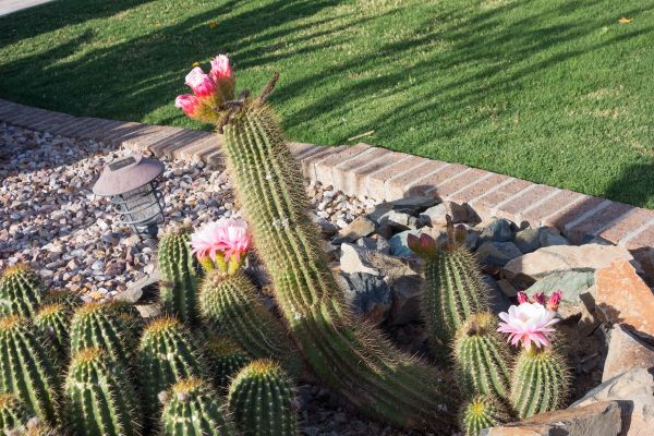 Desert Landscaping in Canton