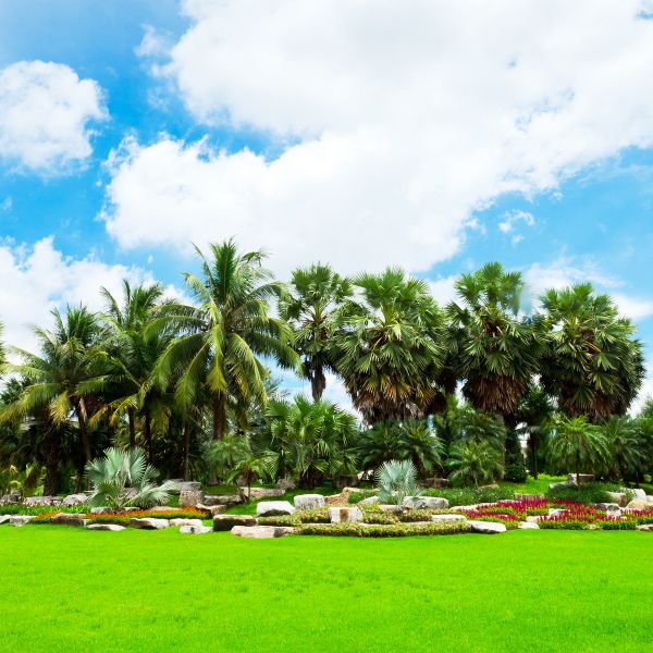 Tropical Landscaping in Canton