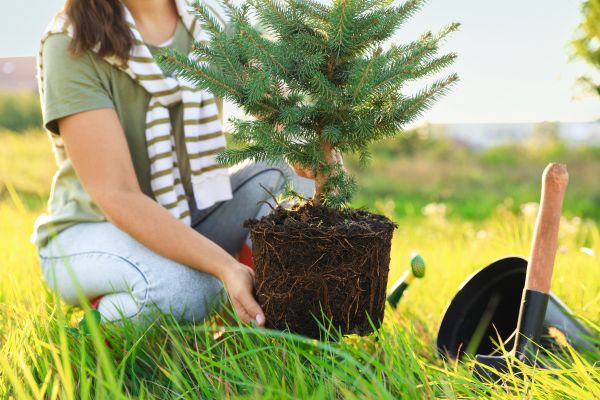 Spruce Tree Planting in Canton