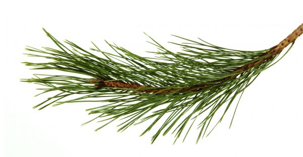 Pine Needles Installation in Canton