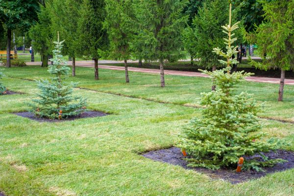 Privacy Trees Planting in Canton