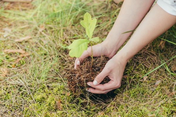 Oak Tree Planting in Canton