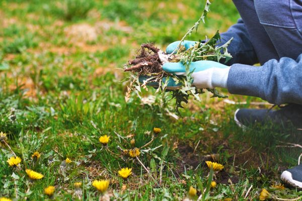Flower Bed Clearing in Canton