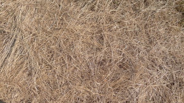 Pine Straw Replacement in Canton