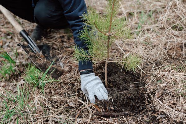 Pine Tree Planting in Canton