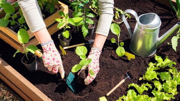 Garden Bed Installation in Canton