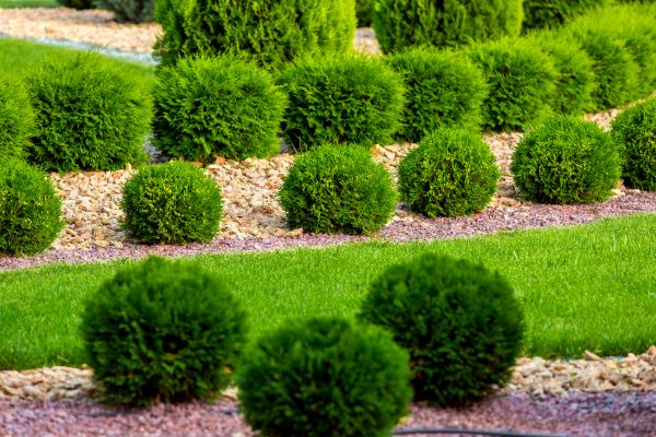 Bush Replacement in Canton