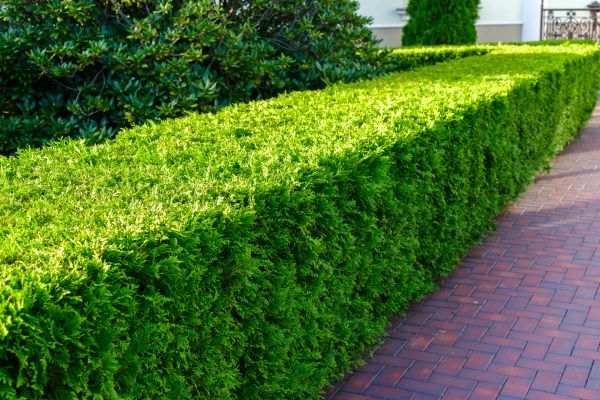 Hedge Installation in Canton