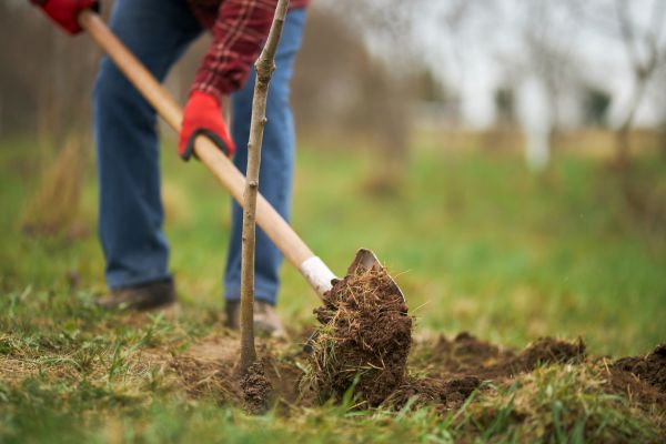 Trees Planting in Canton