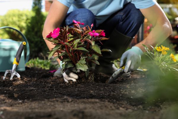 Plant Replacement in Canton