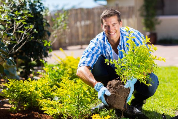 Shrub Landscaping in Canton