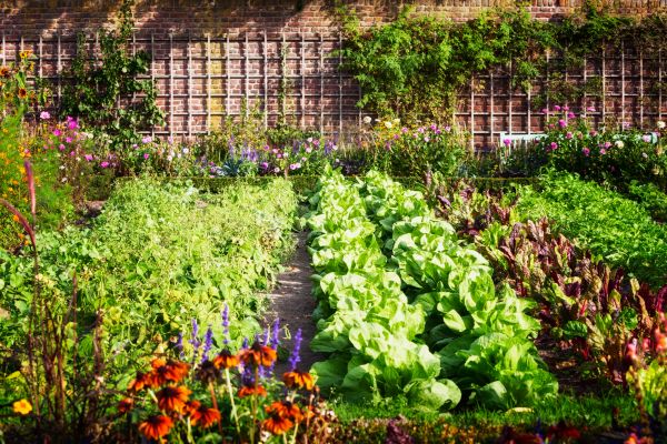 Garden Planting Service in Canton