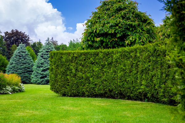 Hedge Landscaping in Canton