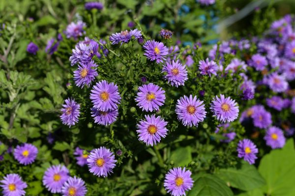 Perennial Flower Planting in Canton