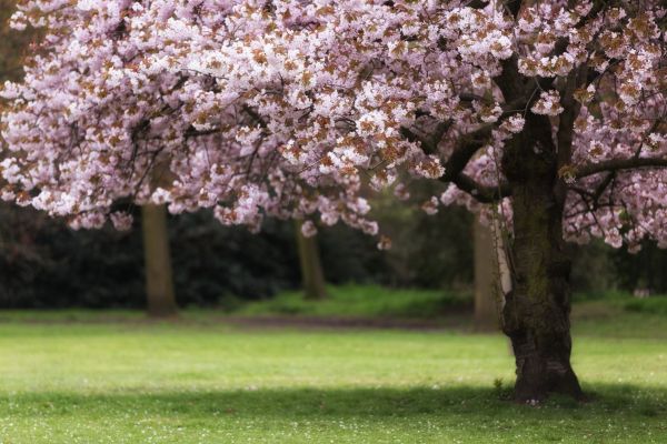 Cherry Tree Planting in Canton