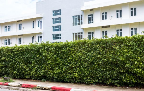 Privacy Landscaping in Canton