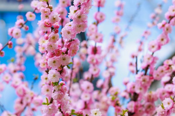 Japanese Cherry Tree Planting in Canton