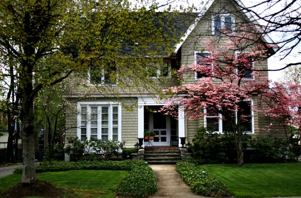 Ornamental Tree Planting in Canton