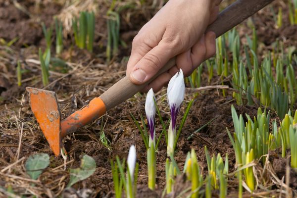 Flower Garden Weeding in Canton