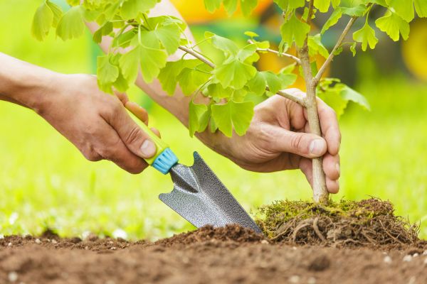 Fruit Tree Planting in Canton