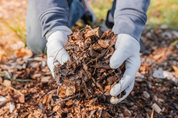 Shredded Mulch Installation in Canton