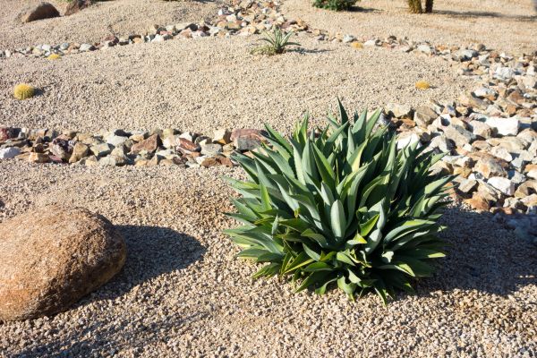 Xeriscaping Service in Canton