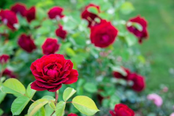Rose Planting in Canton
