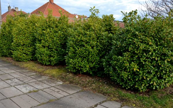 Privacy Shrub Installation in Canton